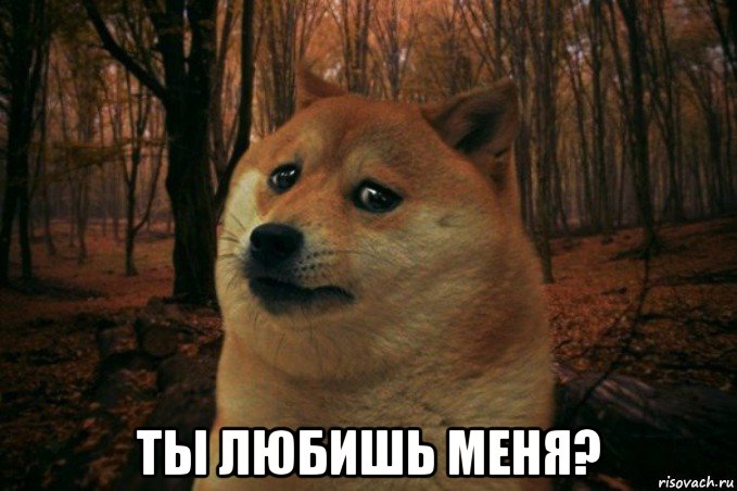  ты любишь меня?, Мем SAD DOGE