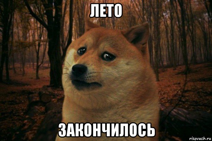 лето закончилось, Мем SAD DOGE