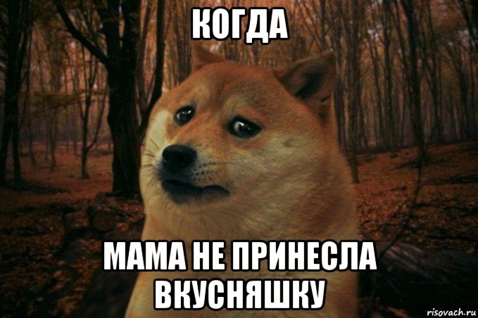 когда мама не принесла вкусняшку, Мем SAD DOGE