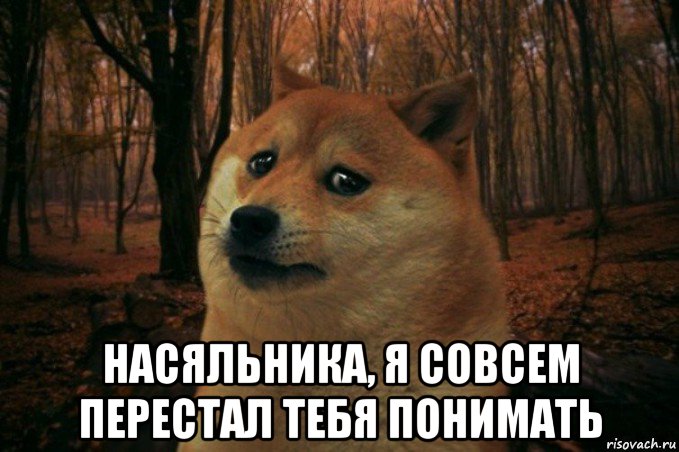  насяльника, я совсем перестал тебя понимать, Мем SAD DOGE