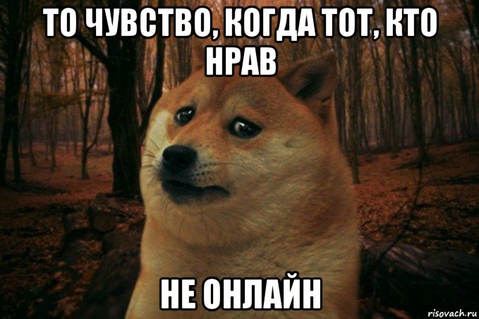 то чувство, когда тот, кто нрав не онлайн, Мем SAD DOGE