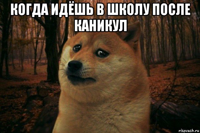 когда идёшь в школу после каникул , Мем SAD DOGE