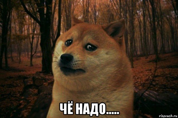  чё надо....., Мем SAD DOGE