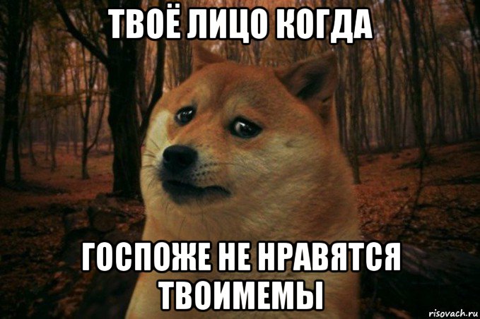 твоё лицо когда госпоже не нравятся твоимемы, Мем SAD DOGE