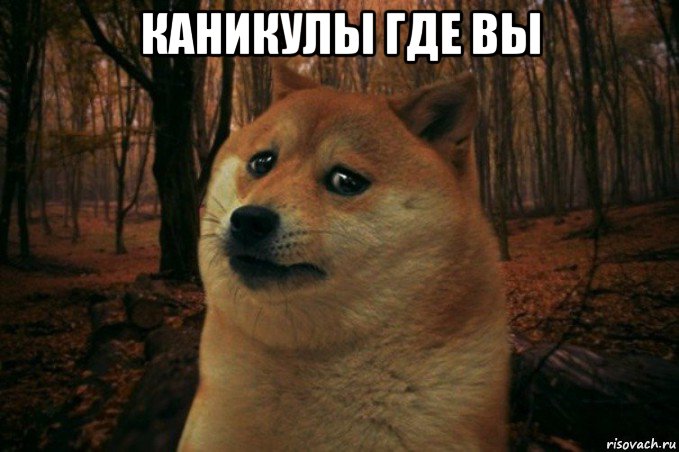 каникулы где вы , Мем SAD DOGE