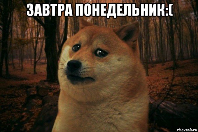 завтра понедельник:( , Мем SAD DOGE