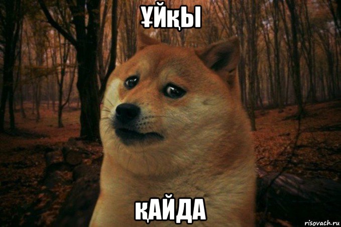 Ұйқы қайда, Мем SAD DOGE