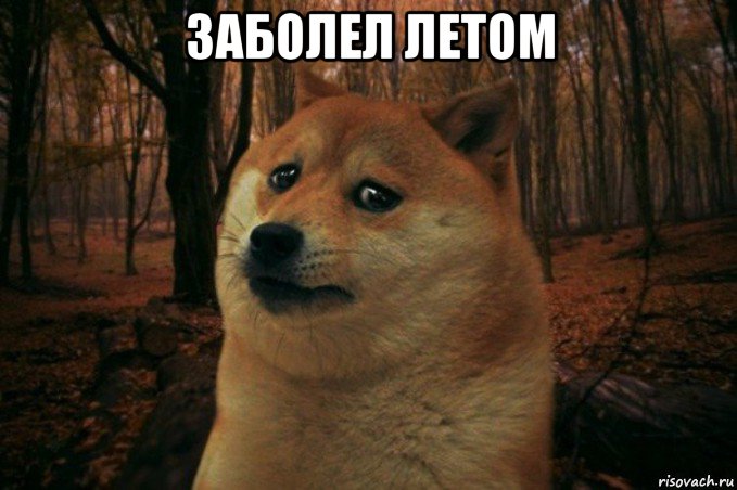 заболел летом , Мем SAD DOGE