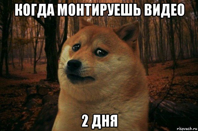 когда монтируешь видео 2 дня, Мем SAD DOGE