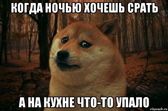 когда ночью хочешь срать а на кухне что-то упало, Мем SAD DOGE