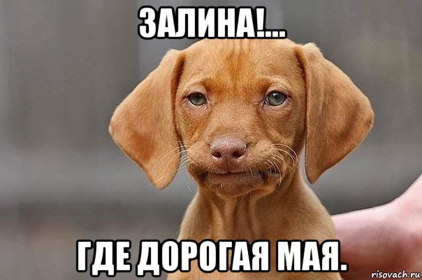 залина!... где дорогая мая.
