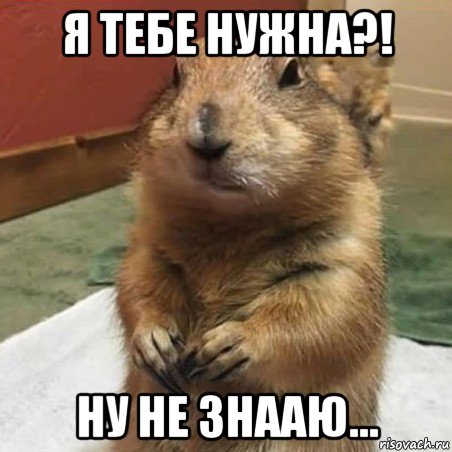 я тебе нужна?! ну не знааю..., Мем Суслик спрашивает