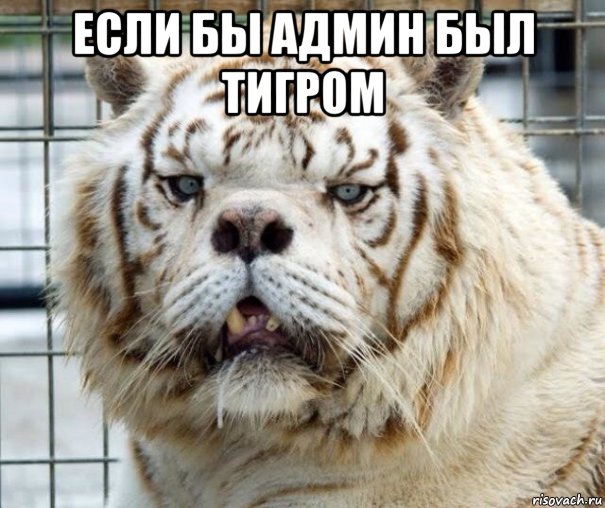 если бы админ был тигром , Мем Тигр даун