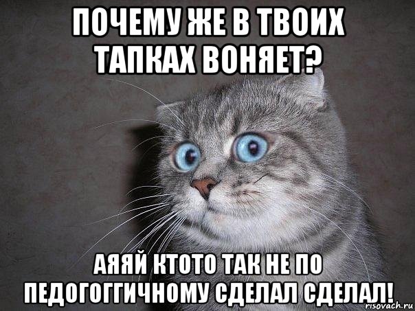 почему же в твоих тапках воняет? аяяй ктото так не по педогоггичному сделал сделал!, Мем  удивлённый кот