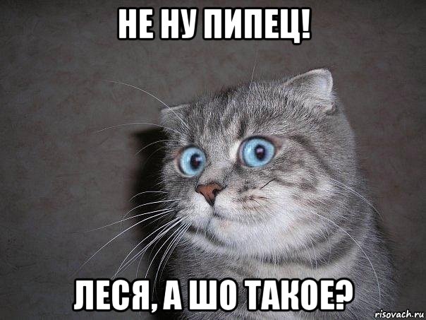 не ну пипец! леся, а шо такое?, Мем  удивлённый кот