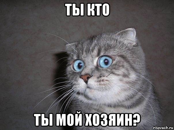 ты кто ты мой хозяин?, Мем  удивлённый кот