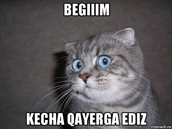 begiiim kecha qayerga ediz, Мем  удивлённый кот