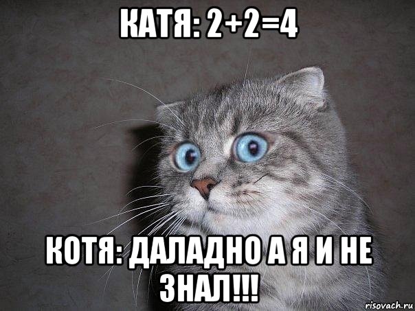 катя: 2+2=4 котя: даладно а я и не знал!!!, Мем  удивлённый кот
