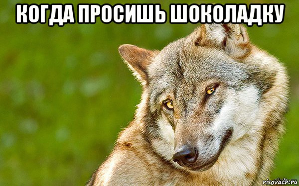 когда просишь шоколадку , Мем   Volf