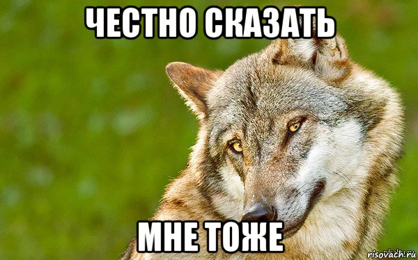 честно сказать мне тоже, Мем   Volf