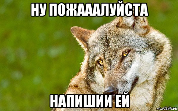 ну пожааалуйста напишии ей, Мем   Volf