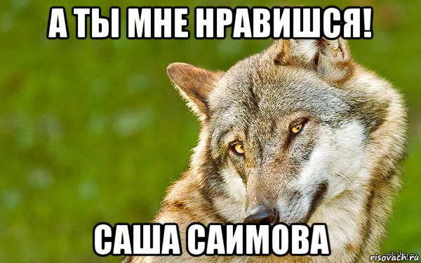 а ты мне нравишся! саша саимова, Мем   Volf