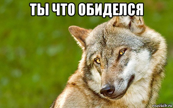 ты что обиделся , Мем   Volf