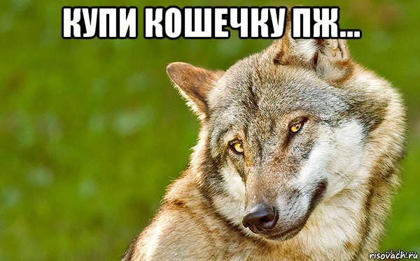 купи кошечку пж... , Мем   Volf