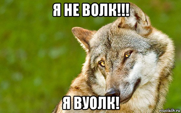 я не волк!!! я вуолк!, Мем   Volf