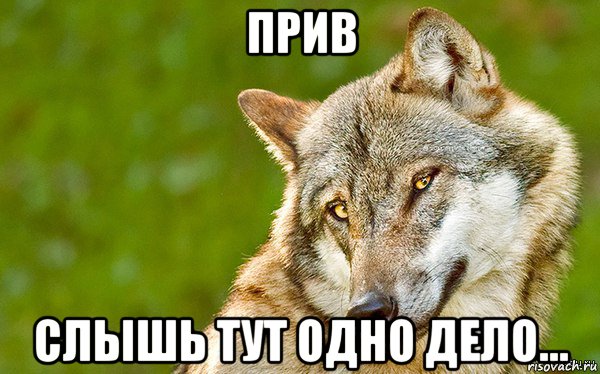 прив слышь тут одно дело..., Мем   Volf