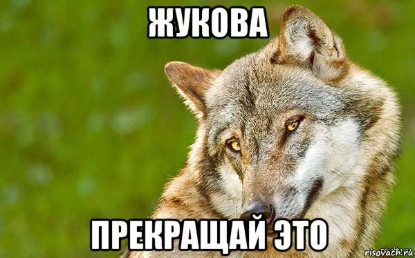 жукова прекращай это, Мем   Volf