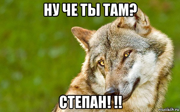 ну че ты там? степан! !!, Мем   Volf