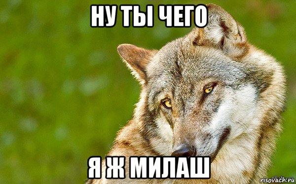 ну ты чего я ж милаш, Мем   Volf