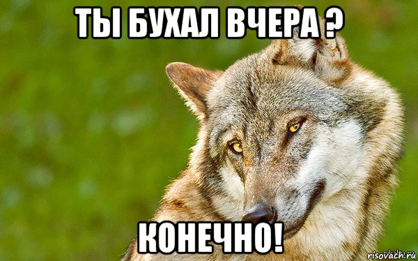 ты бухал вчера ? конечно!, Мем   Volf