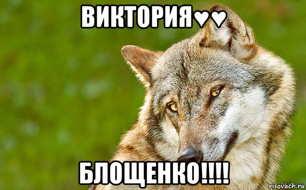 виктория♥♥ блощенко!!!!, Мем   Volf