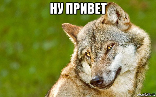 ну привет , Мем   Volf