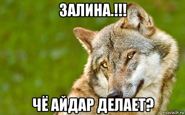 залина.!!! чё айдар делает?, Мем   Volf