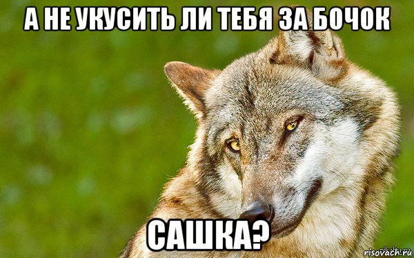 а не укусить ли тебя за бочок сашка?, Мем   Volf