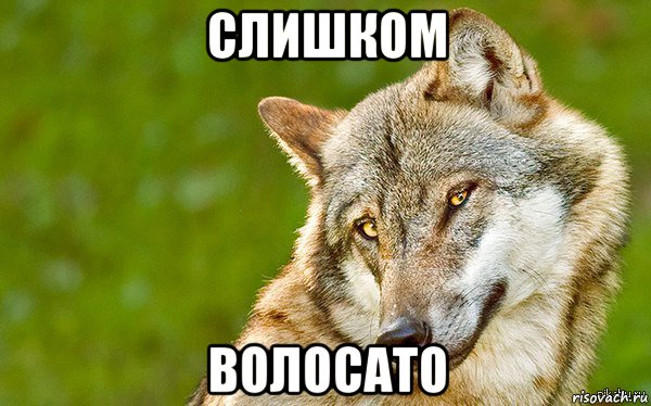 слишком волосато, Мем   Volf