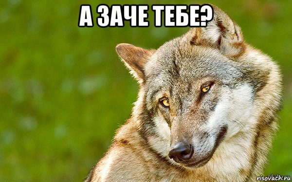 а заче тебе? , Мем   Volf