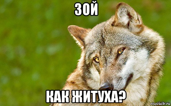 зой как житуха?, Мем   Volf