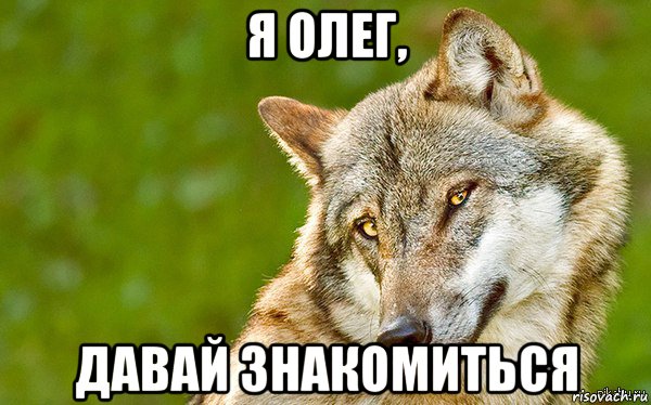 я олег, давай знакомиться, Мем   Volf