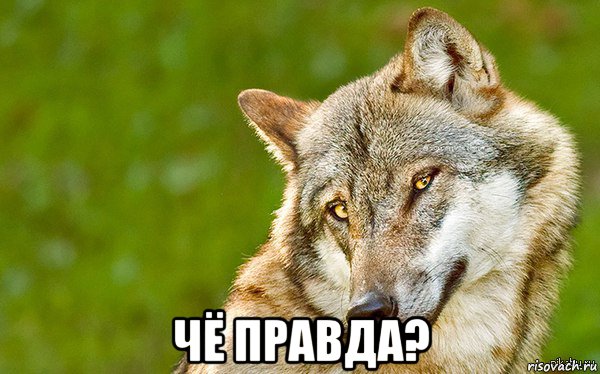  чё правда?, Мем   Volf