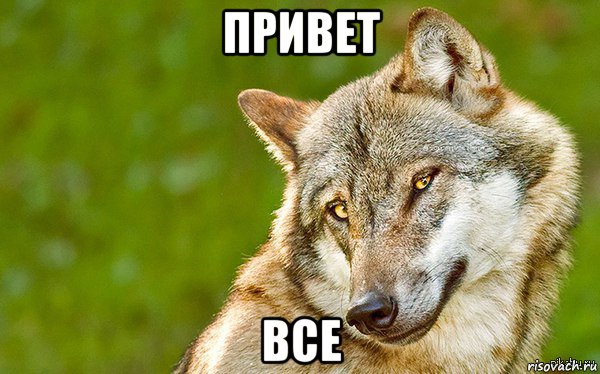 привет все, Мем   Volf