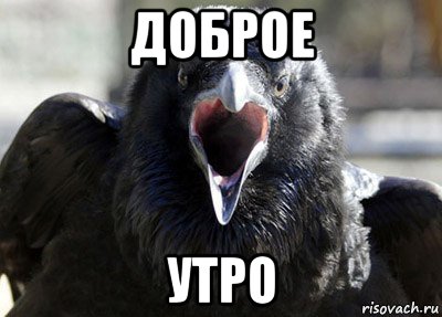 доброе утро, Мем ворона