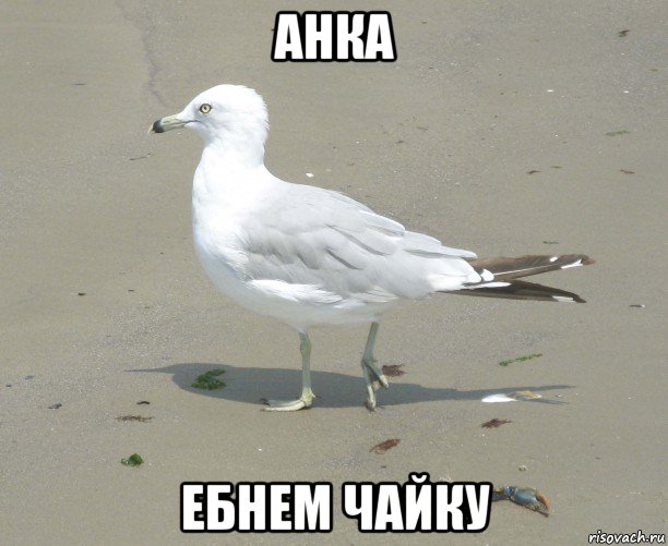 анка ебнем чайку