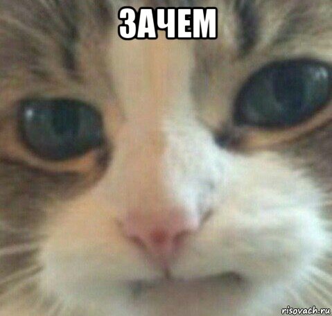 зачем , Мем Зачем