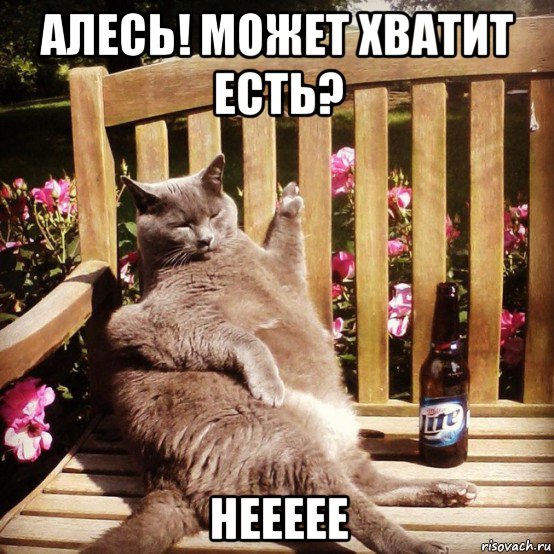 алесь! может хватит есть? неееее, Мем Жирный кот
