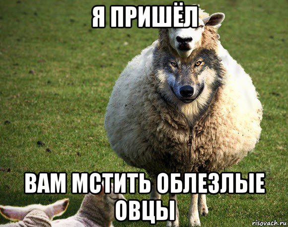 я пришёл вам мстить облезлые овцы, Мем Злая Овца