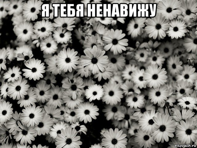 я тебя ненавижу 
